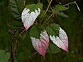 Actinidia kolomikta Adam IMG_6599 Aktinidia pstrolistna